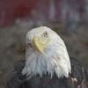 Even Herbie the eagle listens to the big show.